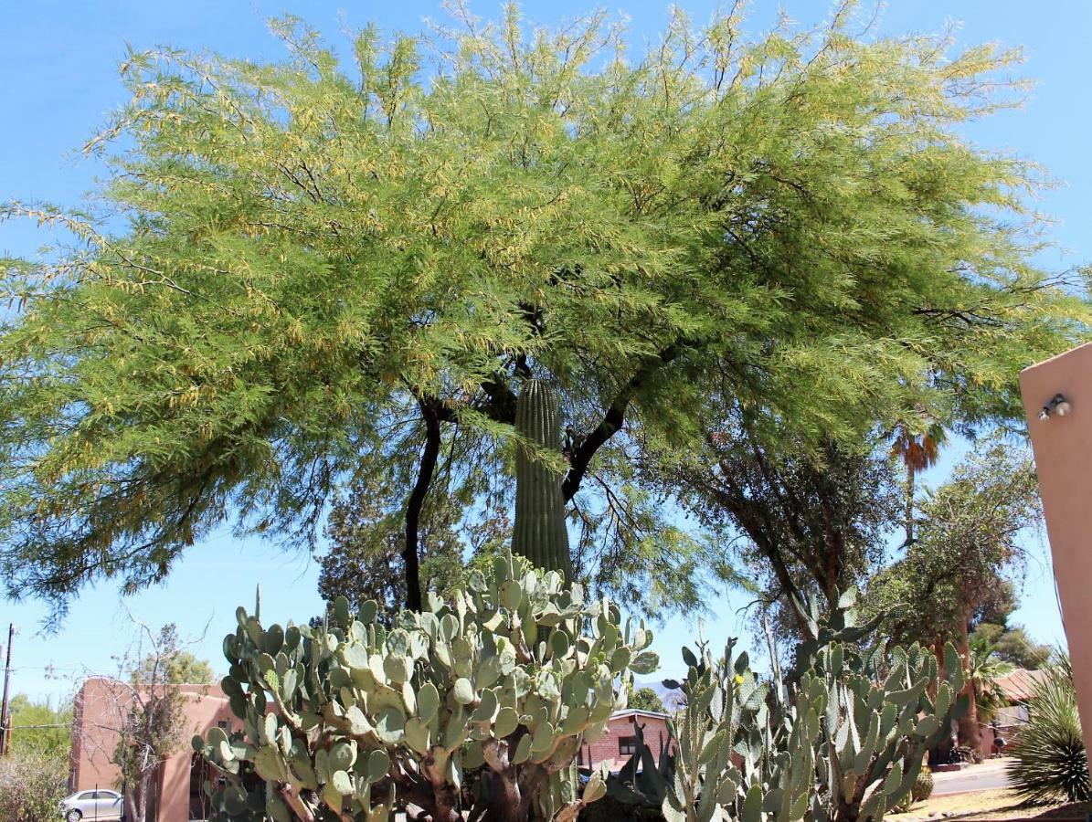 Adobe Rose Inn Tucson Exterior foto